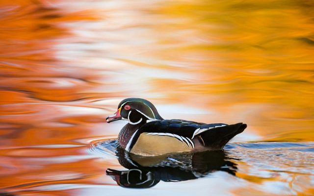 A wood duck swims in water that reflects fall color around it.