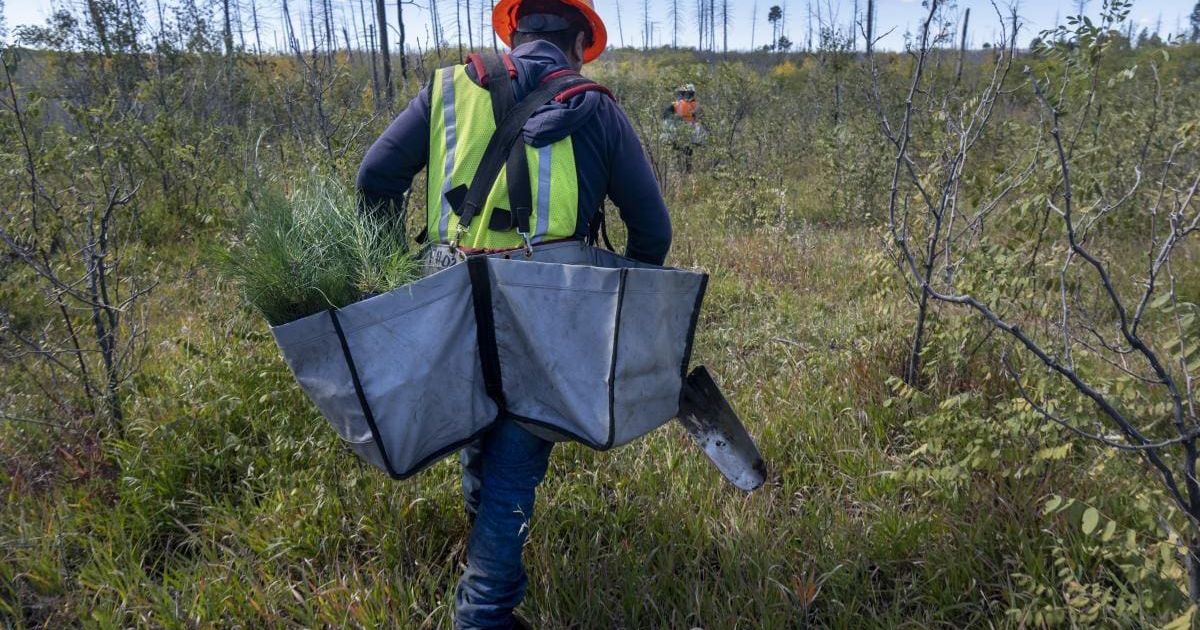 Reforesting the U.S. for People and Nature | TNC