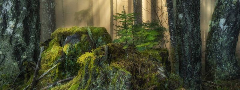 Sunlight beams through trees in a forest with moss covering rocks in the foreground.