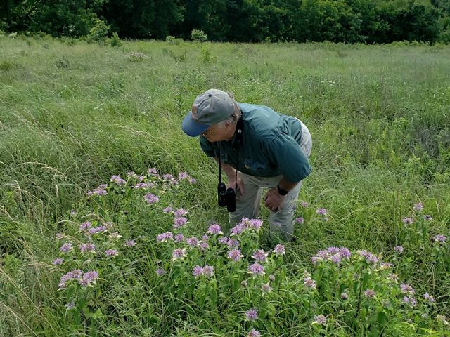 Looking for skippers on Wild Bergamot during North American Butterfly Association count at Pontotoc Ridge Preserve, OK.