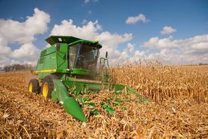 A large green combine harvesting dry cornstalks.