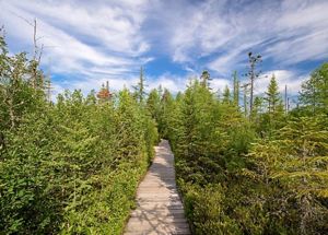 A view from above a brown boardwalk going through green vegetation and trees on each side of the path, with a blue sky and clouds in the background.