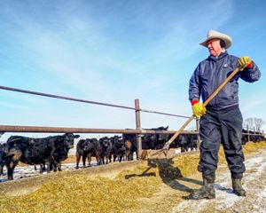 Rancher shoveling grass feed for his cattle.