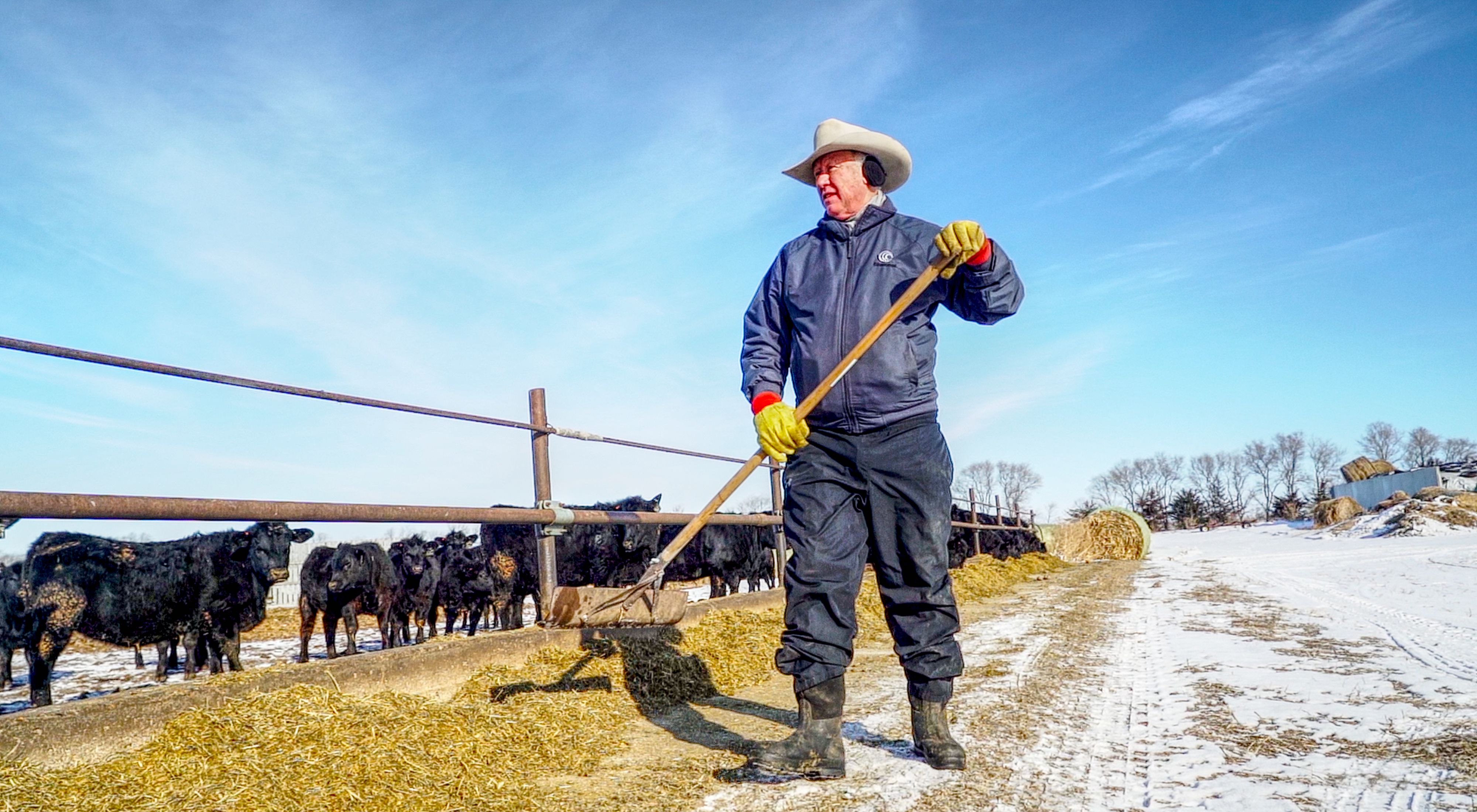 Rancher shoveling hay toward a row of feeding cattle in winter.