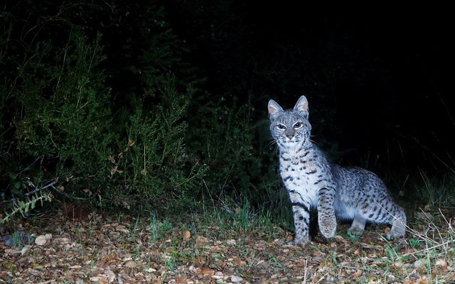 A camera trap captures a curious looking bobcat at night.
