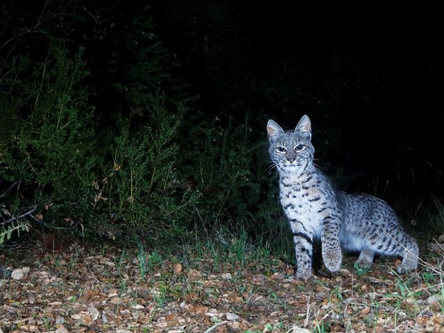 A bobcat seems frozen in place, one paw raised in the air, as it looks into the lens of a trail camera.