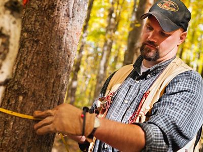 A person measures the diameter of a tree trunk with a tape measure in a forest.