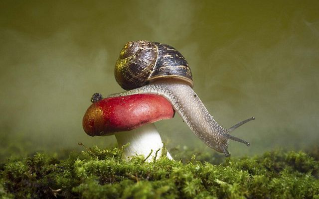 La curiosidad del señor caracol