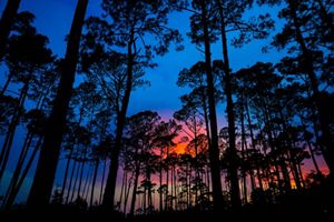 A silhueta de uma floresta na frente de um céu colorido.