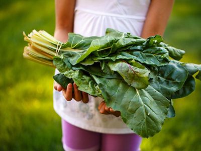 Closeup of a person holding a bunch of rainbow chard.
