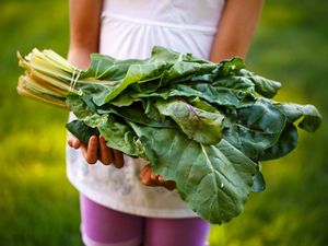 hands holding a bundle of bright green swiss chard