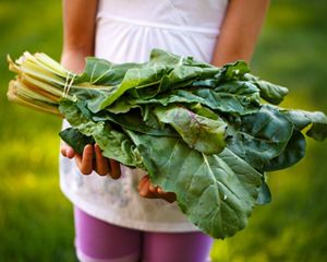 hands holding a bundle of bright green swiss chard.