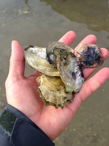 A closeup of a hand holding oyster shells.