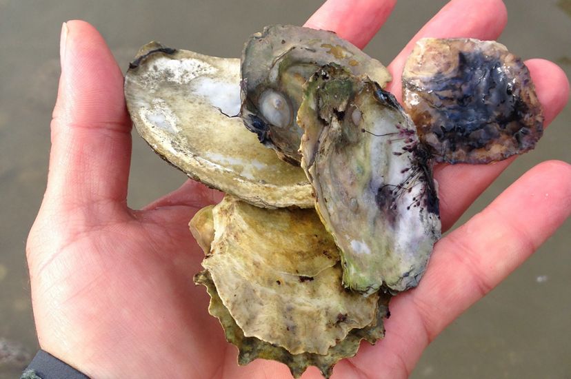 Oyster shells in hand