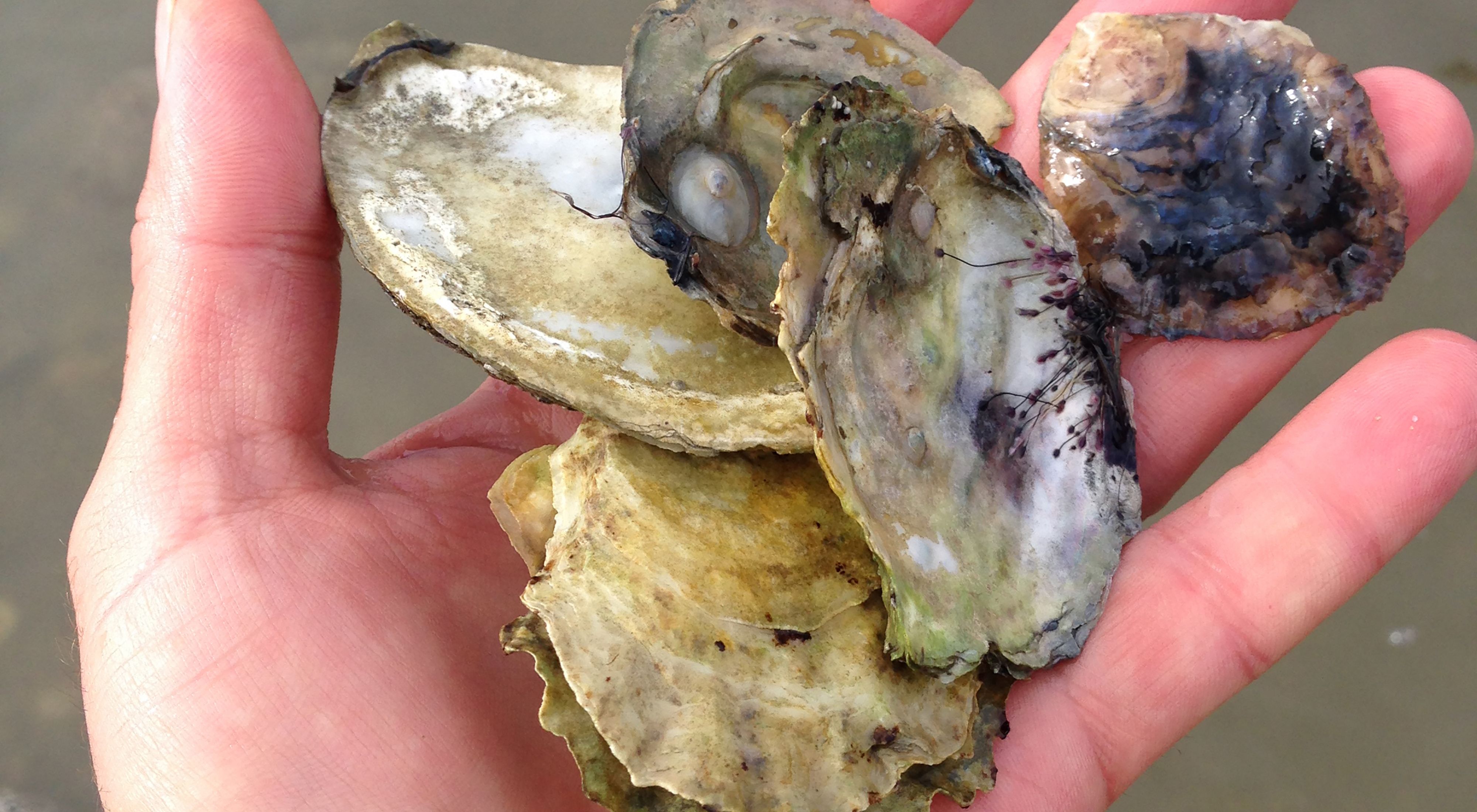 A closeup of a hand holding oyster shells.