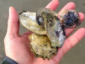 Researchers hand holds oyster shells with attached spat
