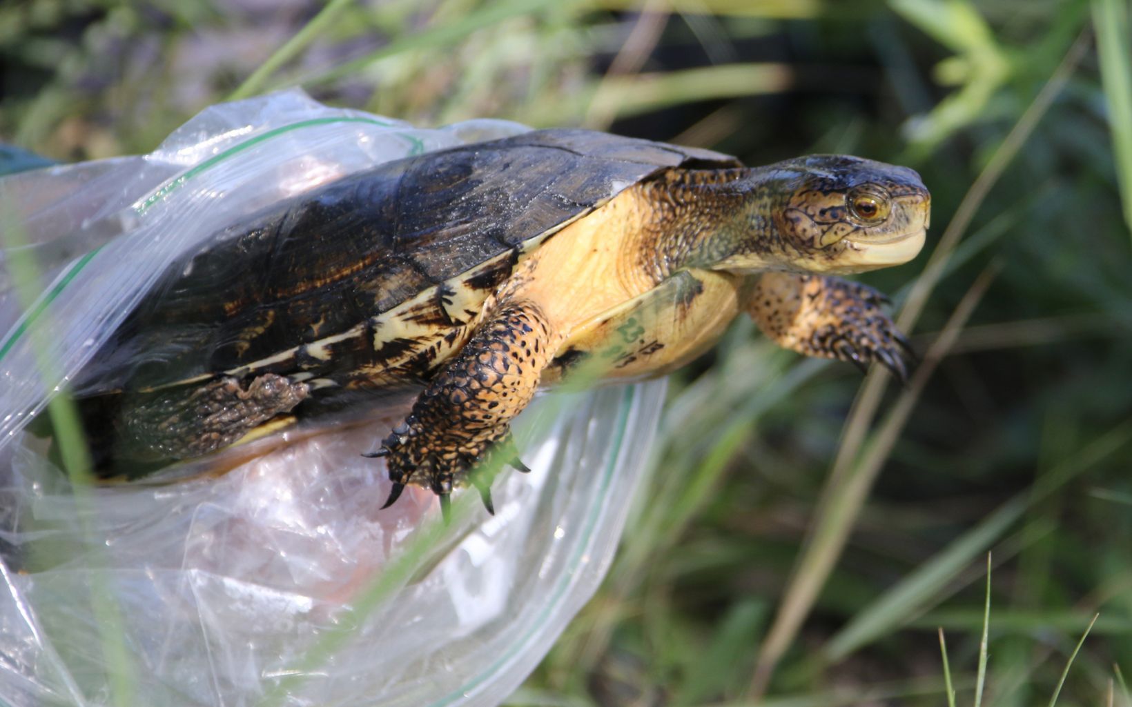 Closeup of a turtle with its hind end in a plastic bag being held by a researcher.
