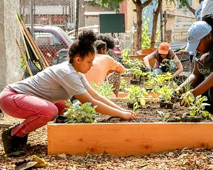 Several people plant a garden in small raised boxes.