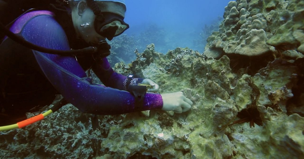 Hurricane Lowell Triggers Another Payout of Hawaiʻi’s First-Ever Reef Insurance, the Second Time in Three Weeks