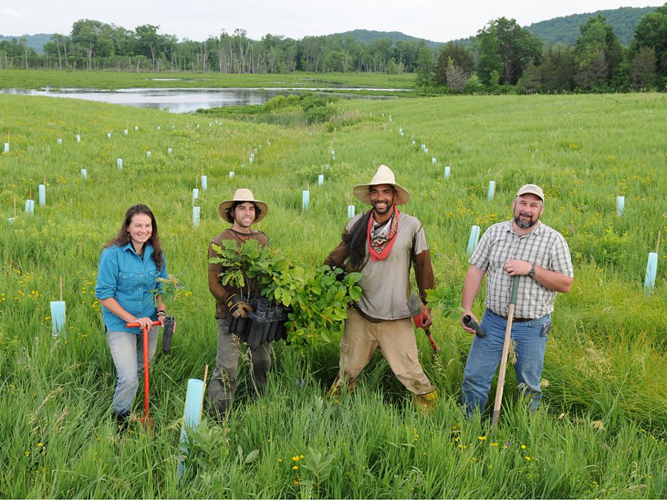 Vermon Tree What’S The Oldest Tree In Vermont? – TBML