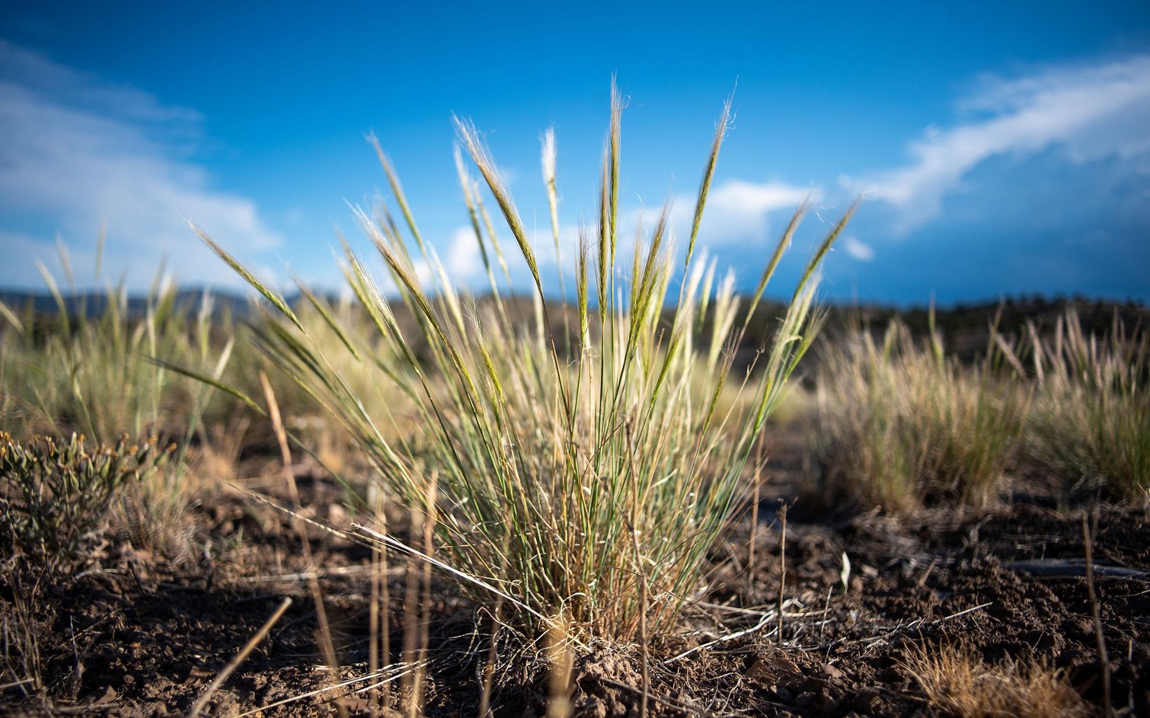 Closeup of grass cluster on sagebrush steppe with blue sky overhead.