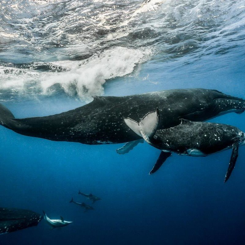 A humpback whale and calf in the ocean