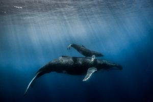 Ballena nada con su cría en el fondo del oceano.