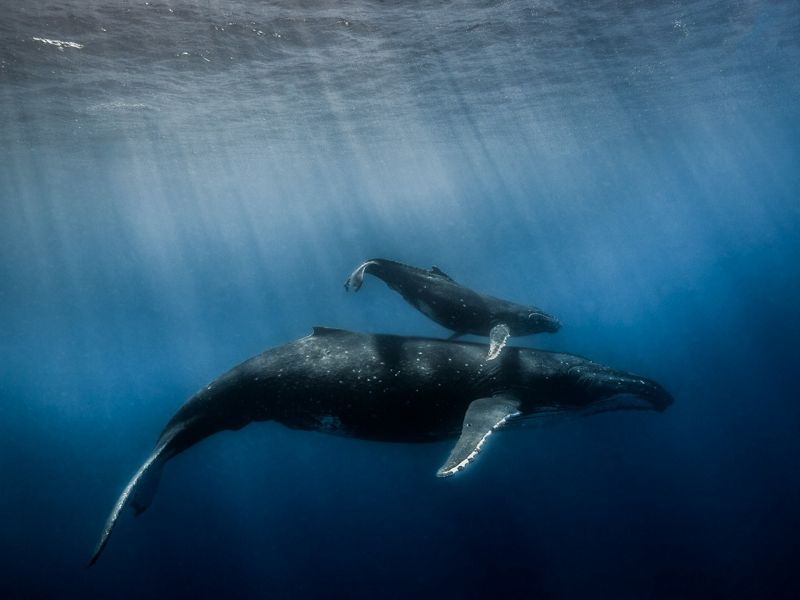 Ballena nada con su cría en el fondo del oceano.