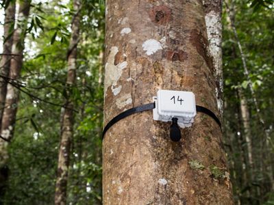 Monitoring the soundscape of a forest in Indonesia.