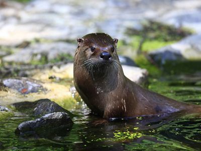 A brown otter rests in waters of a small creek.