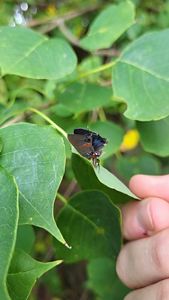 A spider captures prey on a green leaf.