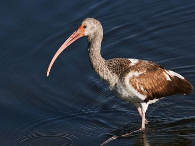 A juvenile American white ibis wades in the shallow water.