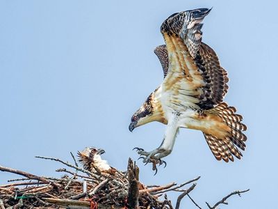 An osprey lands in its nest.