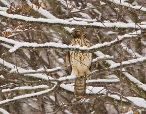 A brown hawk with a white chest sits on a snowy branch.