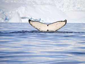 A whale's tale above water in front of an iceberg.