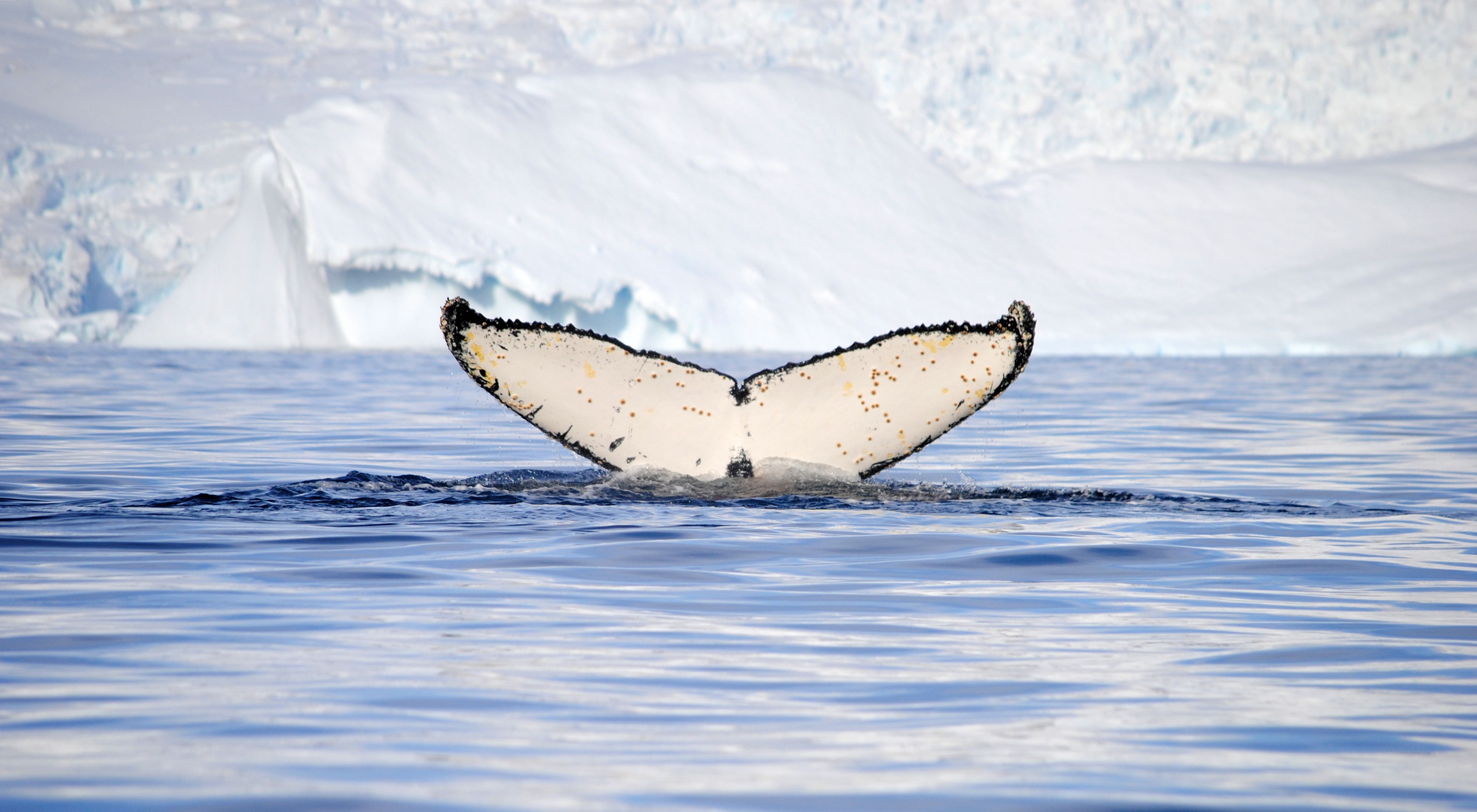 A whale's tale dips below the water in front of an iceberg in the Antarctic Ocean.