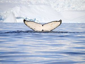 A whale tail sticks out above the arctic waters with snowy landscapes in the distance.