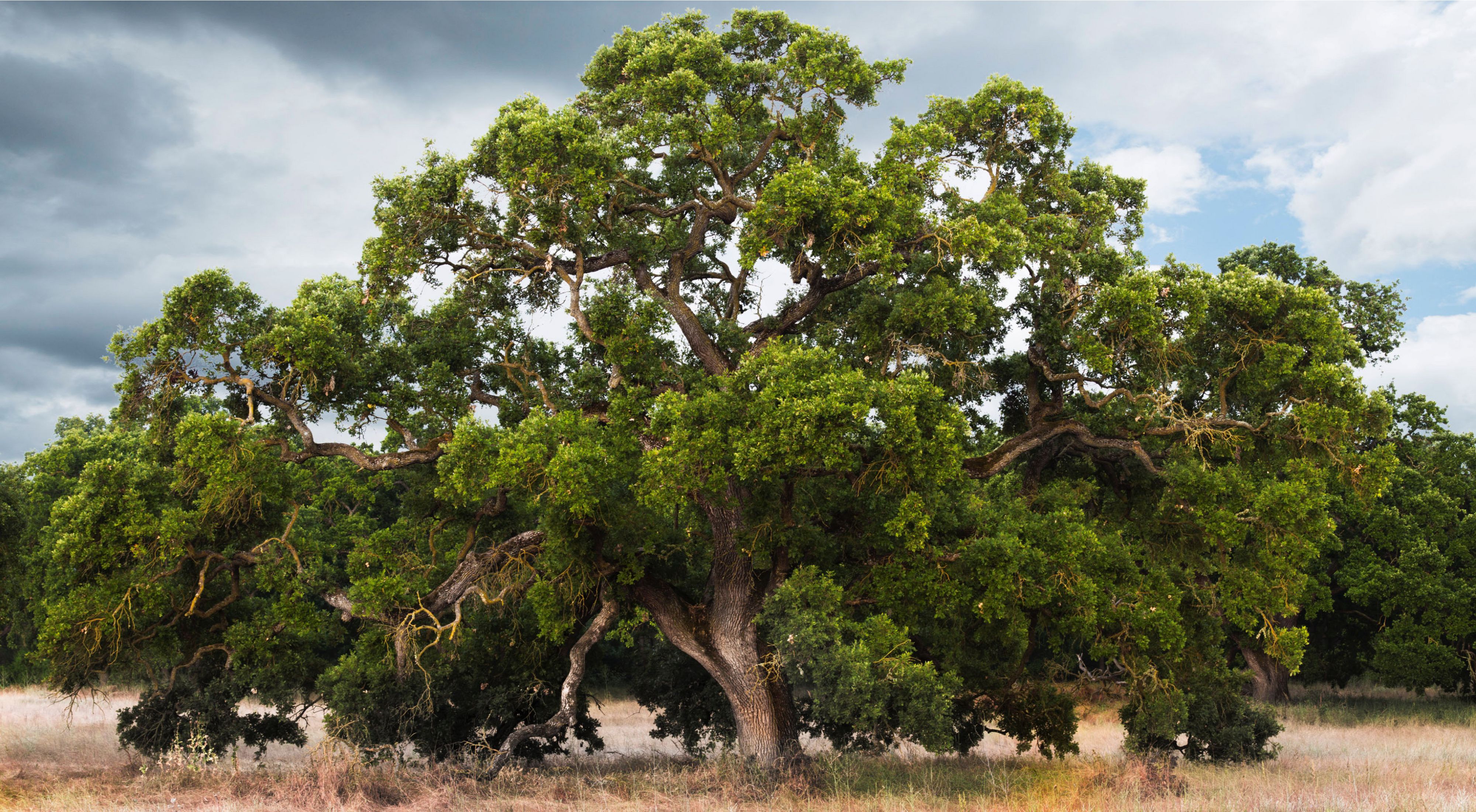 A lone oak tree on the Cosumnes Preserve.