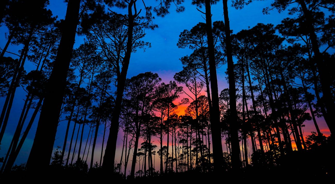 Uma silueta de floresta na frente de um céu colorido.