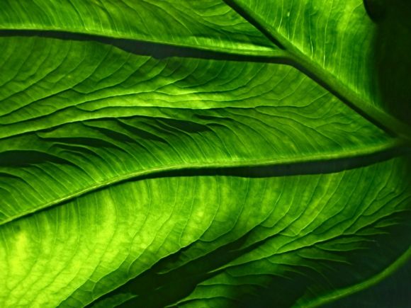 Macro leaf photo