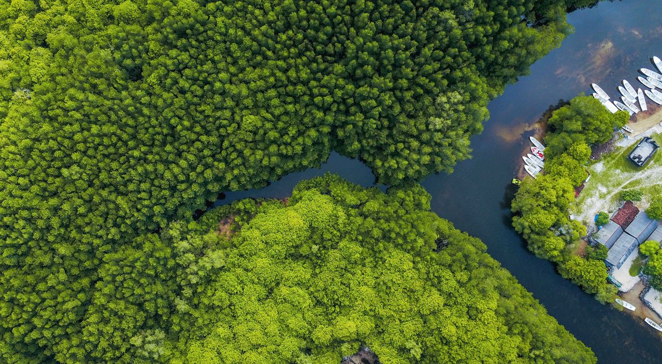 Aerial image of mangrove canopies on a canal with homes and boats on the periphery.