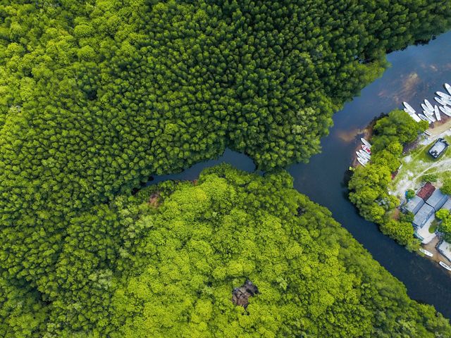 Aerial photo of the dense mangrove forest on An aerial view of the dense mangrove forest on Nusa Lembongan, Indonesia.