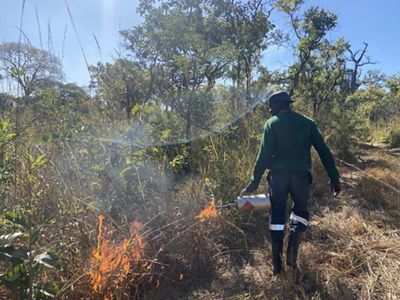A man carries a drip torch and lights a controlled fire by igniting tall dry brush on the edge of a scrubby forest.