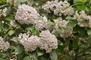 Clusters of white flowers with green leaves.
