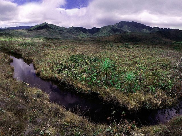 TNC has worked to restore the unique ecosystem of Kanaele Bog, Kaua‘i.