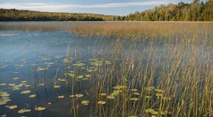 A lake with lily pads and grasses emerging from the water with dense forest on the distant shore.