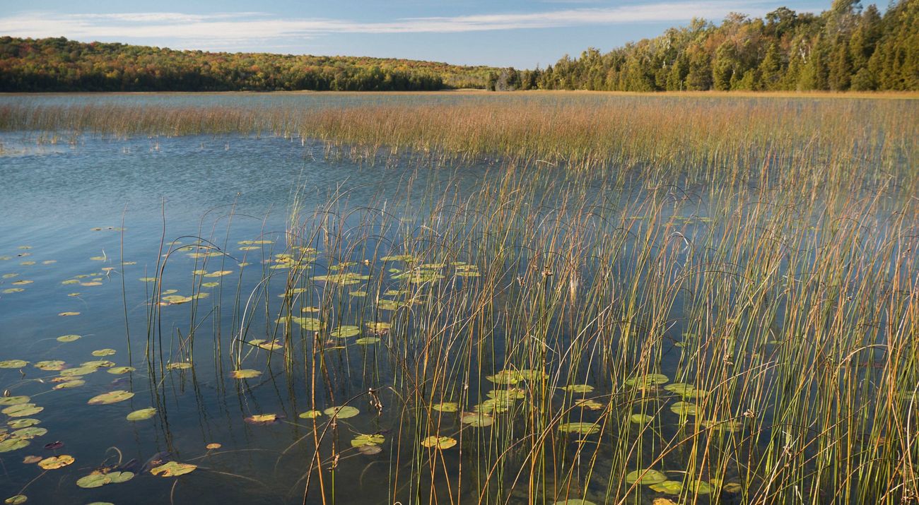 A lake with lily pads and grasses emerging from the water with dense forest on the distant shore.