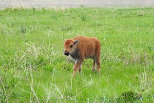 Newborn bison calf on Kankakee Sands prairie.