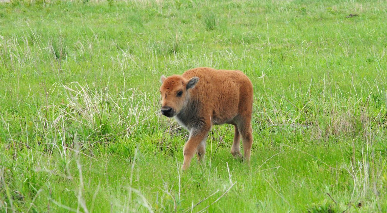 Newborn bison calf on Kankakee Sands prairie.