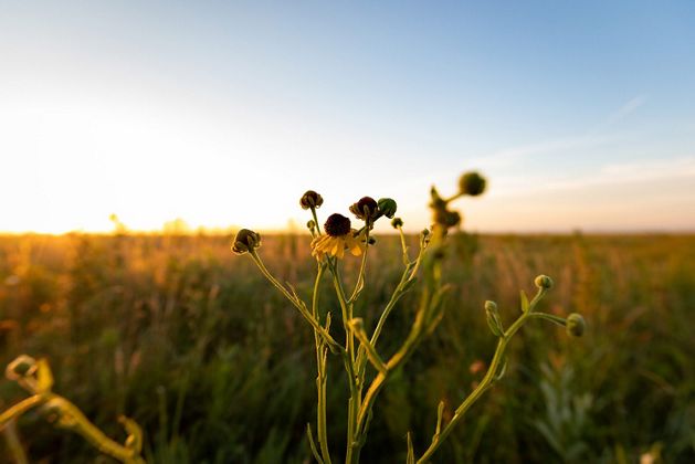 Wildflowers in a prairie.